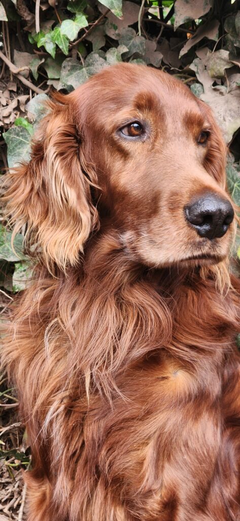 Retrato de un perro rescatado por HRBF