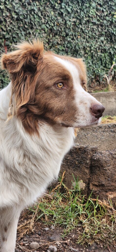 Perro de HRBF en el campo