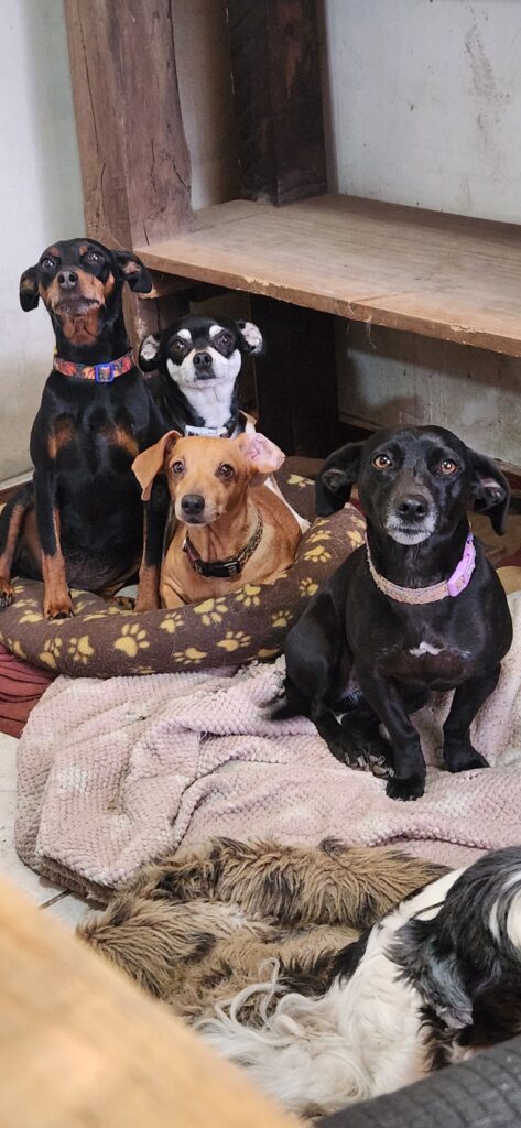 Perros de HRBF juntos