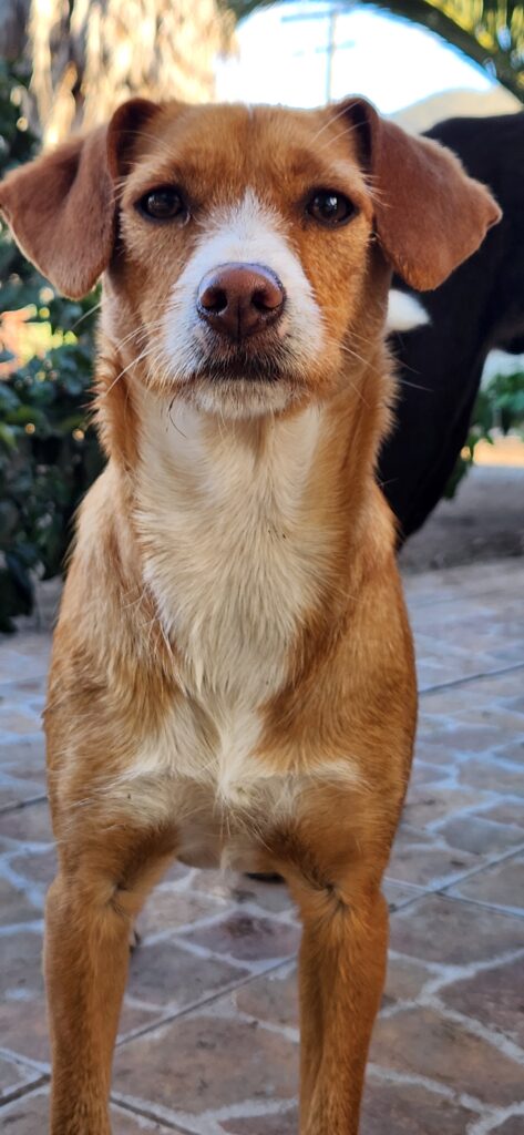 Perro rescatado por HRBF