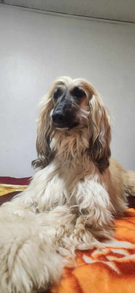 Niña Isabella, perra rescatada por HRBF