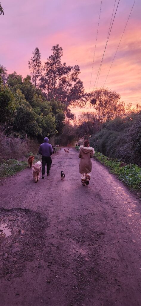 Paseo al atardecer con la manada de HRBF