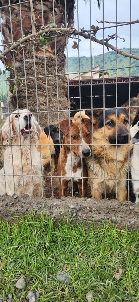 Perros de HRBF descansando en el refugio