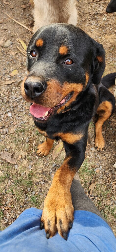 Rott, perro rescatado por HRBF